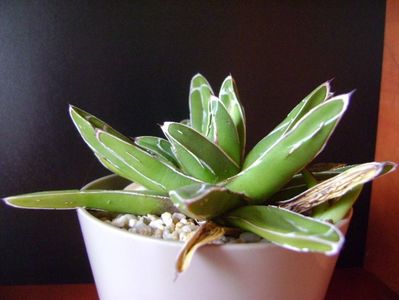 Agave victoriae-reginae