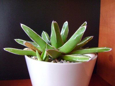 Agave victoriae-reginae