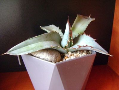 Agave titanota cv. White Ice