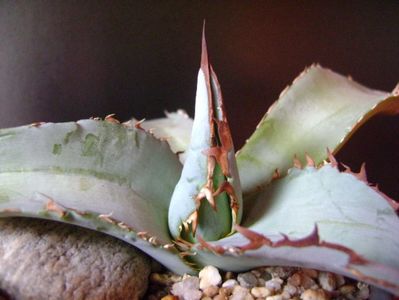 Agave titanota cv. White Ice