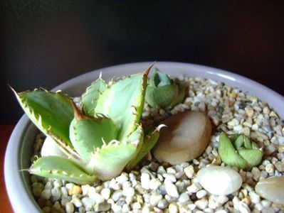 Grup de 3 agave; Agave titanota marginata
Agave pumila nana 
Agave pumila cv.
