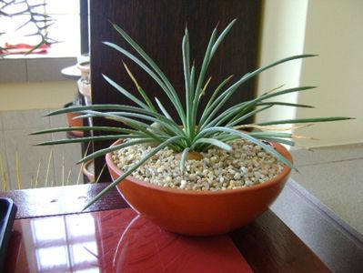 Agave stricta nana cv “blue form”