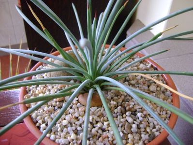 Agave stricta nana cv “blue form”