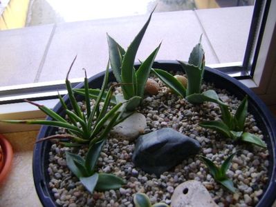 Grup de 7 agave; Agave applanata cv. Cream Spike
Agave victoria reginae
Agave sp.
Agave sp.
Agave sp.
Agave sp.
Agave utahensis
