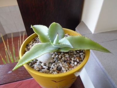 Agave gypsophila