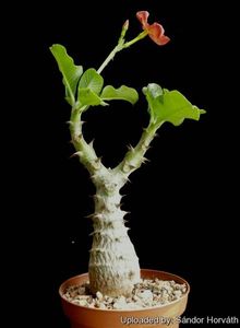 Pachypodium baronii ssp. windsorii - achizitionata