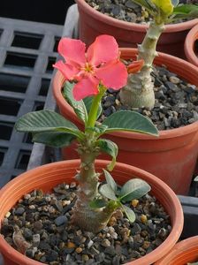 Pachypodium baronii ssp. windsorii - achizitionata