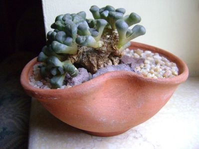 Winter grower: Aloinopsis schooneesii