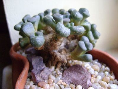 Winter grower: Aloinopsis schooneesii