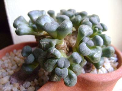 Winter grower: Aloinopsis schooneesii