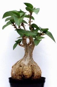 Ficus petiolaris