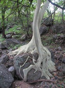 Ficus petiolaris