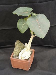 Ficus petiolaris