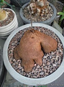 Dioscorea sylvatica