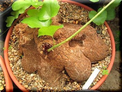 Dioscorea sylvatica