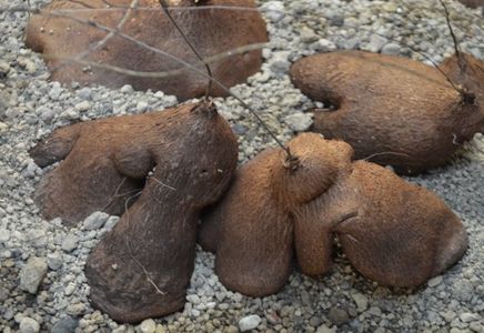 Dioscorea sylvatica