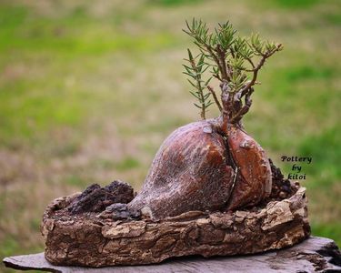 Pachypodium bispinosum - achizitionata