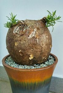 Pachypodium succulentum - achizitionata