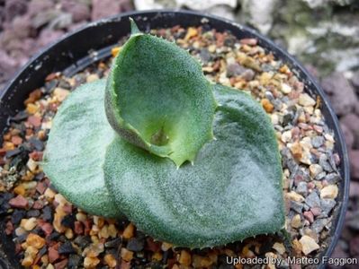 Agave marmorata cv papilio platanioïdes