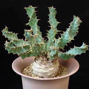 Euphorbia clavigera