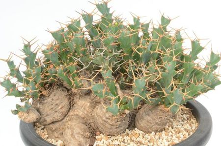 Euphorbia clavigera