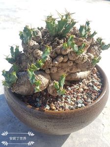 Euphorbia clavigera