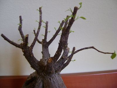 Ficus microcarpa cv. Ginseng; febr. 2019
