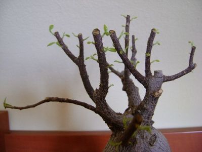 Ficus microcarpa cv. Ginseng; febr. 2019
