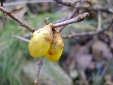 Arbustul zanei (Chimonanthus praecox)