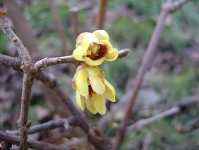 Arbustul zanei (Chimonanthus praecox)