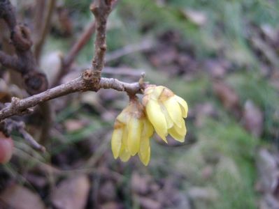 Arbustul zanei (Chimonanthus praecox)