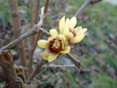 Arbustul zanei (Chimonanthus praecox)