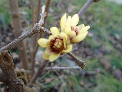 Arbustul zanei (Chimonanthus praecox)