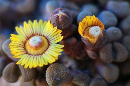 Kitoi: Aloinopsis schooneesii