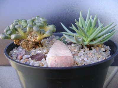 Marlothistella ubiondalensis & Aloinopsis schooneesii