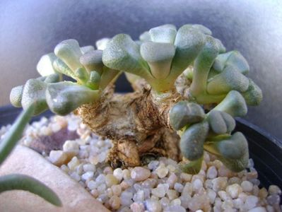 Aloinopsis schooneesii