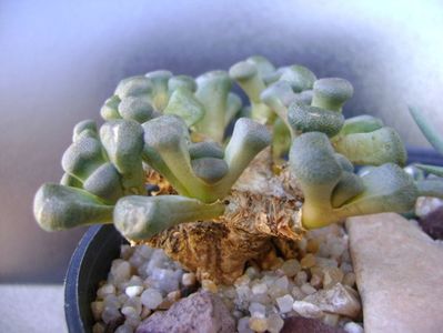 Aloinopsis schooneesii