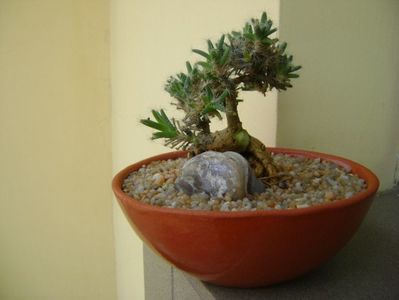 Trichodiadema densum; replantata si tunsa 20 febr. 2019
