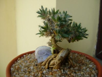 Trichodiadema densum; replantata si tunsa 20 febr. 2019
