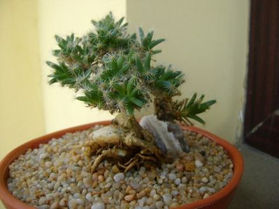 Trichodiadema densum; replantata si tunsa 20 febr. 2019
