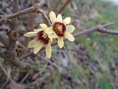 Arbustul zanei (Chimonanthus praecox)