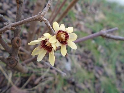 Arbustul zanei (Chimonanthus praecox)