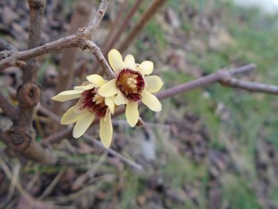 Arbustul zanei (Chimonanthus praecox)