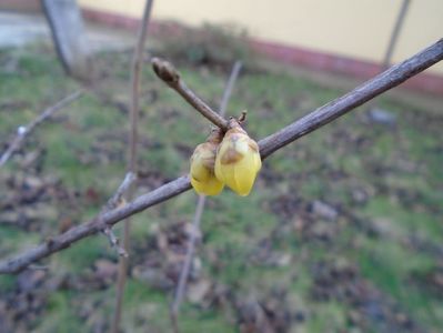 Arbustul zanei (Chimonanthus praecox)