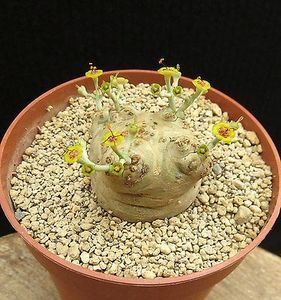 Euphorbia horwoodii