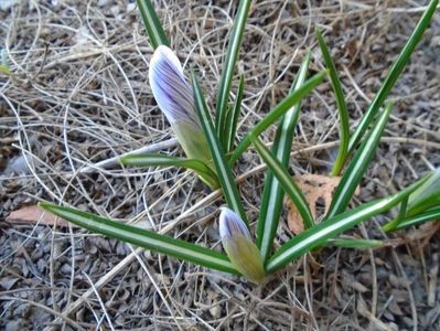 Crocusi