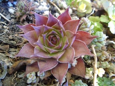 Sempervivum