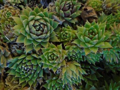 Sempervivum