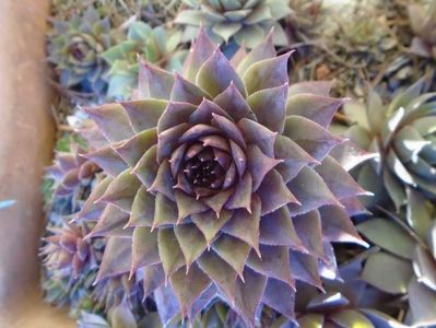 Sempervivum