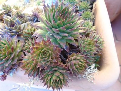 Sempervivum